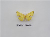 藏品(尺蛾318)的圖片